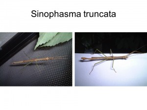 Sinophasma truncata